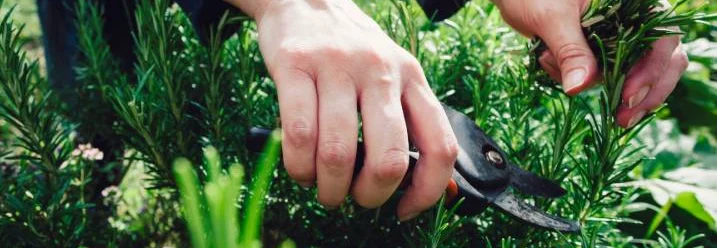 Person schneidet Rosmarin mit Gartenschere